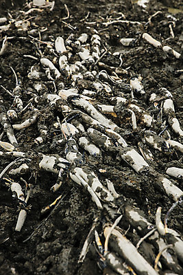 포토 JPG 주간 밭 채소 사람없음 야외 흙 특산물 지역 연근 대구시 반야월 국내포토 자연요소 농업 한국 대구_한국 파일형식