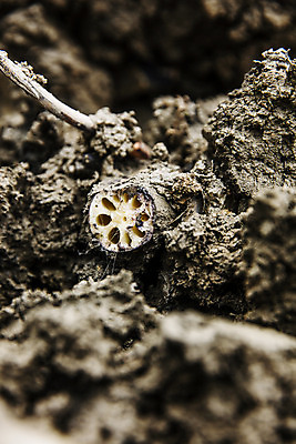 포토 JPG 주간 밭 채소 근접촬영 사람없음 야외 아웃포커스 흙 특산물 지역 연근 대구시 반야월 국내포토 자연요소 뷰포인트 농업 한국 촬영기법 대구_한국 파일형식