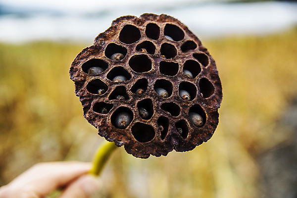 포토 JPG 주간 손 밭 채소 근접촬영 야외 신체부위 특산물 지역 연근 대구시 반야월 국내포토 자연요소 뷰포인트 농업 한국 사람 대구_한국 파일형식