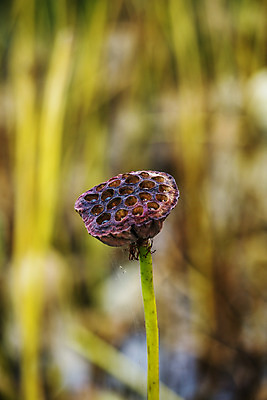 포토 JPG 주간 밭 채소 근접촬영 사람없음 야외 아웃포커스 특산물 지역 연근 대구시 반야월 국내포토 자연요소 뷰포인트 농업 한국 촬영기법 대구_한국 파일형식