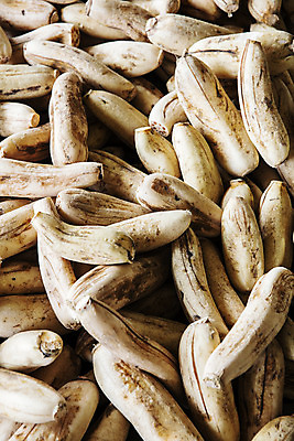 포토 JPG 주간 밭 채소 사람없음 야외 특산물 지역 연근 대구시 반야월 국내포토 자연요소 농업 한국 대구_한국 파일형식