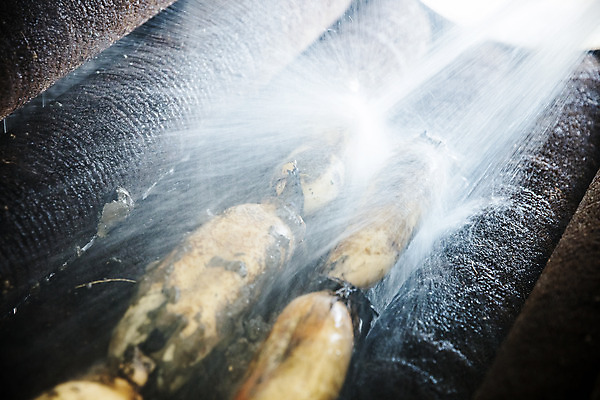 포토 JPG 주간 밭 채소 물줄기 사람없음 야외 씻기 특산물 지역 연근 대구시 반야월 국내포토 자연요소 농업 한국 물 청결 대구_한국 파일형식