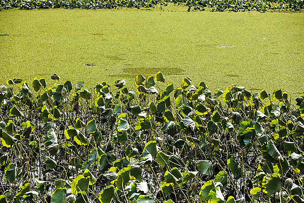 포토 JPG 주간 밭 채소 사람없음 야외 연잎 특산물 지역 연근 대구시 반야월 국내포토 자연요소 잎 농업 한국 대구_한국 파일형식