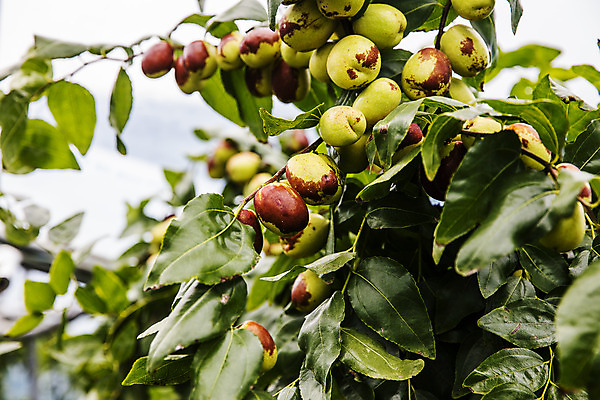 포토 JPG 주간 과일 사람없음 야외 특산물 대추 지역 충청북도 대추나무 보은 보은대추 국내포토 자연요소 나무 충청도 파일형식