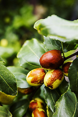 포토 JPG 주간 과일 근접촬영 사람없음 야외 특산물 대추 지역 충청북도 대추나무 보은 보은대추 국내포토 자연요소 나무 뷰포인트 충청도 파일형식