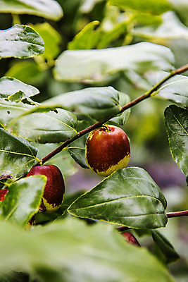 포토 JPG 주간 과일 근접촬영 사람없음 야외 특산물 대추 지역 충청북도 대추나무 보은 보은대추 국내포토 자연요소 나무 뷰포인트 충청도 파일형식