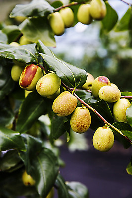 포토 JPG 주간 과일 사람없음 야외 특산물 대추 지역 충청북도 대추나무 보은 보은대추 국내포토 자연요소 나무 충청도 파일형식
