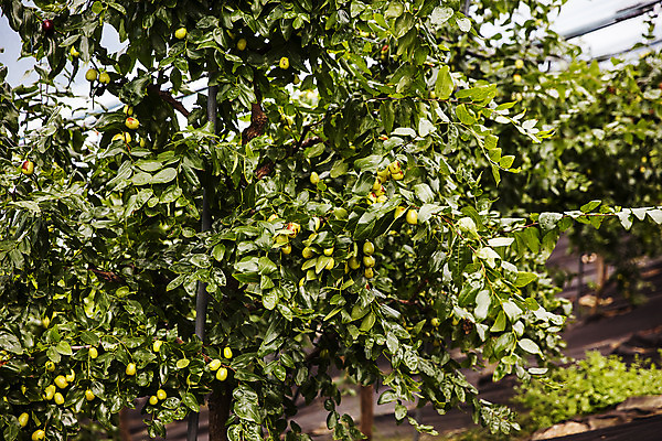 포토 JPG 주간 과일 사람없음 야외 특산물 대추 지역 충청북도 대추나무 보은 보은대추 국내포토 자연요소 나무 충청도 파일형식
