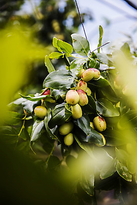 포토 JPG 주간 과일 사람없음 야외 아웃포커스 특산물 대추 지역 충청북도 대추나무 보은 보은대추 국내포토 자연요소 나무 촬영기법 충청도 파일형식