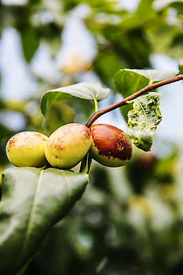 포토 JPG 주간 과일 근접촬영 사람없음 야외 특산물 대추 지역 충청북도 대추나무 보은 보은대추 국내포토 자연요소 나무 뷰포인트 충청도 파일형식