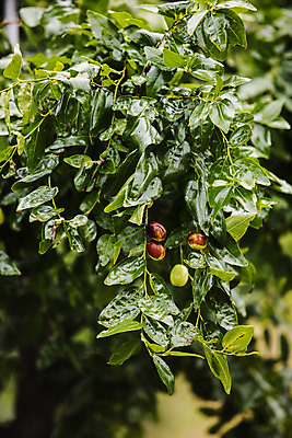 포토 JPG 주간 과일 사람없음 야외 특산물 대추 지역 충청북도 대추나무 보은 보은대추 국내포토 자연요소 나무 충청도 파일형식
