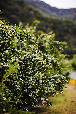 포토 JPG 주간 과일 사람없음 야외 특산물 대추 지역 충청북도 대추나무 보은 보은대추 국내포토 자연요소 나무 충청도 파일형식