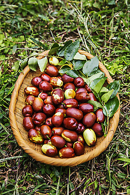 포토 JPG 주간 잎 과일 사람없음 야외 바구니 특산물 대추 지역 충청북도 보은 보은대추 국내포토 자연요소 식물 충청도 파일형식