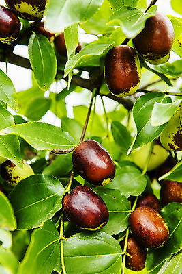 포토 JPG 주간 과일 근접촬영 사람없음 야외 특산물 대추 지역 충청북도 대추나무 보은 보은대추 국내포토 자연요소 나무 뷰포인트 충청도 파일형식