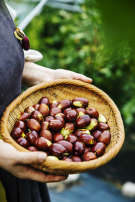 포토 JPG 주간 손 과일 들기 야외 신체부위 바구니 특산물 대추 지역 충청북도 보은 보은대추 국내포토 자연요소 모션 사람 충청도 파일형식