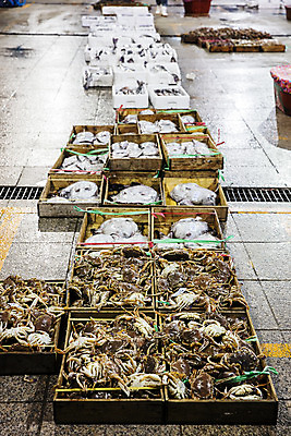 포토 JPG 주간 한국 풍경 사람없음 야외 꽃게 경상북도 해산물 어시장 포항 수산물위판장 국내포토 자연요소 산업 아시아 게 시장 경상도 파일형식