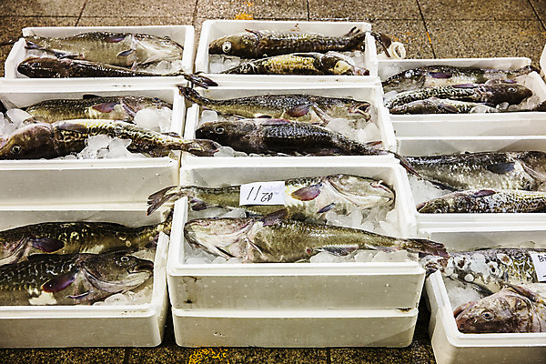 포토 JPG 주간 한국 어류 풍경 사람없음 야외 경상북도 해산물 수산시장 포항 수산물위판장 국내포토 자연요소 산업 아시아 수중동물 시장 경상도 파일형식