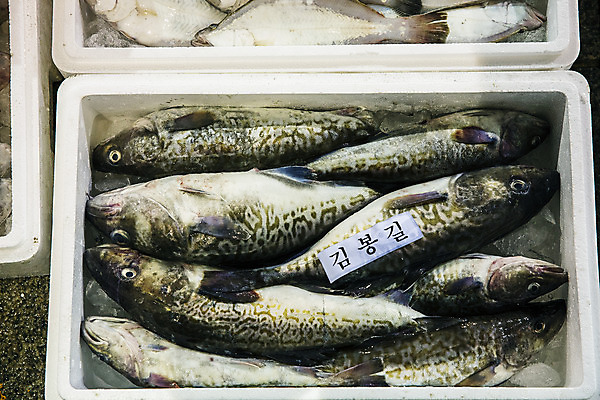 포토 JPG 주간 한국 어류 풍경 사람없음 야외 경상북도 해산물 담기 수산시장 스티로폼박스 포항 수산물위판장 국내포토 자연요소 산업 아시아 모션 상자 수중동물 시장 경상도 파일형식