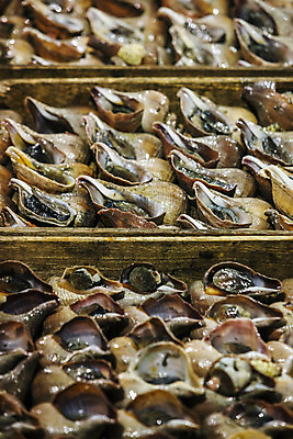 포토 JPG 주간 한국 풍경 근접촬영 사람없음 야외 경상북도 해산물 수산시장 포항 수산물위판장 나팔고둥 국내포토 자연요소 산업 아시아 뷰포인트 어패류 시장 경상도 파일형식