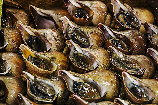 포토 JPG 주간 한국 풍경 근접촬영 사람없음 야외 경상북도 해산물 수산시장 포항 수산물위판장 나팔고둥 국내포토 자연요소 산업 아시아 뷰포인트 어패류 시장 경상도 파일형식