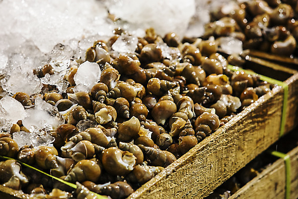 포토 JPG 주간 한국 풍경 사람없음 야외 얼음 소라 경상북도 해산물 수산시장 포항 수산물위판장 국내포토 자연요소 산업 아시아 어패류 시장 경상도 파일형식