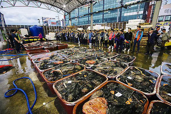 포토 JPG 주간 전신 여자 남자 한국 풍경 여러명 야외 경상북도 해산물 수산시장 경매 포항 수산물위판장 국내포토 자연요소 산업 아시아 다수 사람 경제 시장 경상도 파일형식