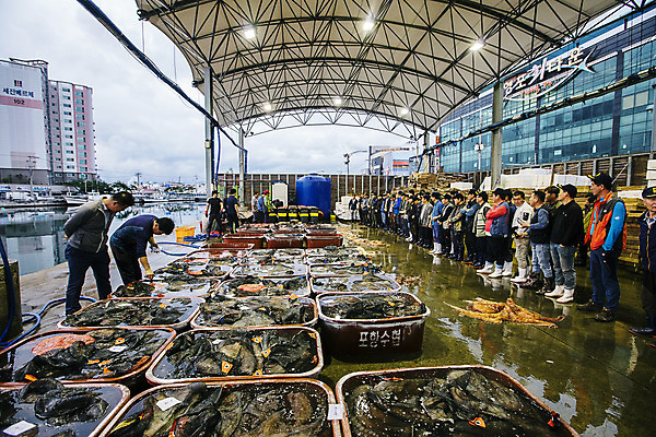 포토 JPG 주간 전신 여자 남자 한국 풍경 여러명 야외 옆모습 경상북도 해산물 수산시장 경매 포항 수산물위판장 국내포토 자연요소 산업 아시아 뷰포인트 다수 사람 경제 시장 경상도 파일형식