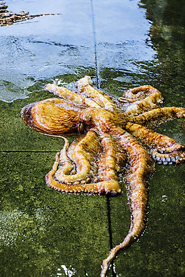 포토 JPG 주간 한국 풍경 사람없음 야외 경상북도 해산물 문어 수산시장 포항 수산물위판장 국내포토 자연요소 산업 아시아 연체동물 수중동물 시장 경상도 파일형식