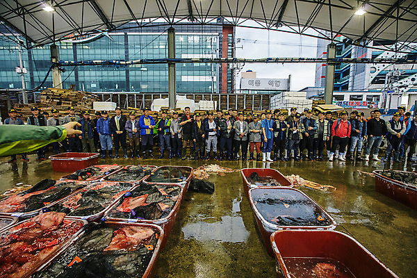 포토 JPG 주간 전신 여자 남자 한국 풍경 여러명 야외 앞모습 경상북도 해산물 수산시장 경매 포항 수산물위판장 국내포토 자연요소 산업 아시아 뷰포인트 다수 사람 경제 시장 경상도 파일형식