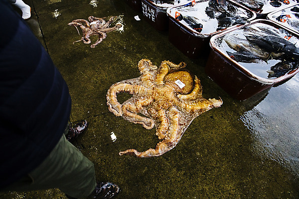 포토 JPG 주간 한국 한명 서기 풍경 성인 야외 옆모습 하반신 경상북도 해산물 문어 수산시장 포항 성인한명만 수산물위판장 국내포토 자연요소 1 산업 아시아 뷰포인트 모션 연체동물 사람 수중동물 시장 경상도 성인만 파일형식