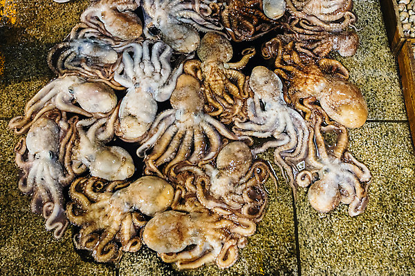 포토 JPG 주간 한국 풍경 사람없음 야외 경상북도 가득함 해산물 문어 수산시장 포항 수산물위판장 국내포토 자연요소 산업 아시아 연체동물 수중동물 시장 경상도 파일형식