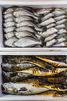 포토 JPG 주간 한국 어류 풍경 사람없음 야외 경상북도 해산물 담기 수산시장 경매 가자미 스티로폼박스 포항 수산물위판장 국내포토 자연요소 산업 아시아 모션 경제 상자 수중동물 시장 경상도 파일형식