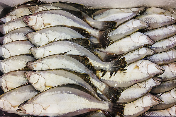 포토 JPG 주간 한국 풍경 사람없음 야외 경상북도 해산물 담기 수산시장 가자미 스티로폼박스 포항 수산물위판장 국내포토 자연요소 산업 아시아 모션 어류 상자 시장 경상도 파일형식