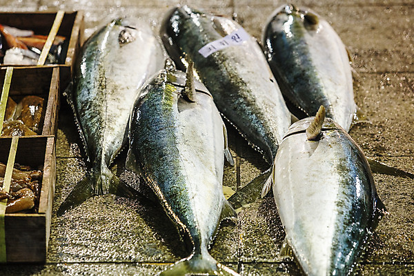 포토 JPG 주간 한국 풍경 사람없음 야외 경상북도 참치 해산물 수산시장 포항 수산물위판장 국내포토 자연요소 산업 아시아 어류 시장 경상도 파일형식