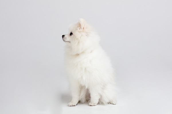 포토 JPG 스튜디오촬영 동물 한마리 응시 반려견 실내 누끼 사람없음 옆모습 반려동물 귀여움 개 강아지 흰배경 반려 포메라니안 국내포토 1 시선 뷰포인트 백그라운드 컨셉 포유류 내부 흰색 파일형식