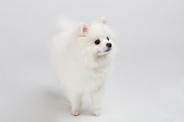 포토 JPG 스튜디오촬영 동물 한마리 반려견 실내 누끼 사람없음 앞모습 반려동물 귀여움 개 강아지 흰배경 반려 포메라니안 국내포토 1 뷰포인트 백그라운드 컨셉 포유류 내부 흰색 파일형식