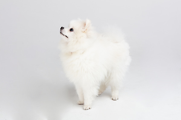 포토 JPG 스튜디오촬영 동물 한마리 응시 반려견 실내 누끼 사람없음 옆모습 반려동물 귀여움 개 강아지 흰배경 반려 포메라니안 국내포토 1 시선 뷰포인트 백그라운드 컨셉 포유류 내부 흰색 파일형식