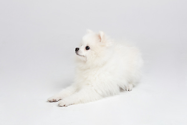 포토 JPG 스튜디오촬영 동물 한마리 응시 반려견 실내 누끼 사람없음 옆모습 반려동물 귀여움 개 강아지 흰배경 반려 포메라니안 국내포토 1 시선 뷰포인트 백그라운드 컨셉 포유류 내부 흰색 파일형식