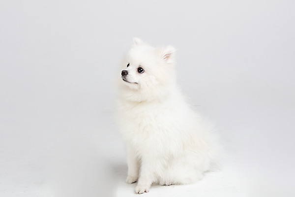 포토 JPG 스튜디오촬영 동물 한마리 응시 반려견 실내 누끼 사람없음 옆모습 반려동물 귀여움 개 강아지 흰배경 반려 포메라니안 국내포토 1 시선 뷰포인트 백그라운드 컨셉 포유류 내부 흰색 파일형식