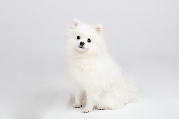 포토 JPG 스튜디오촬영 동물 한마리 응시 반려견 실내 누끼 사람없음 옆모습 반려동물 귀여움 개 강아지 흰배경 반려 포메라니안 국내포토 1 시선 뷰포인트 백그라운드 컨셉 포유류 내부 흰색 파일형식