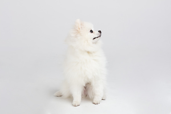 포토 JPG 스튜디오촬영 동물 한마리 반려견 실내 누끼 사람없음 앞모습 반려동물 귀여움 개 강아지 흰배경 반려 포메라니안 국내포토 1 뷰포인트 백그라운드 컨셉 포유류 내부 흰색 파일형식