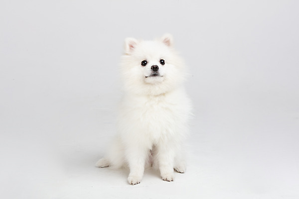 포토 JPG 스튜디오촬영 동물 한마리 반려견 실내 누끼 사람없음 앞모습 반려동물 귀여움 개 강아지 흰배경 반려 포메라니안 국내포토 1 뷰포인트 백그라운드 컨셉 포유류 내부 흰색 파일형식