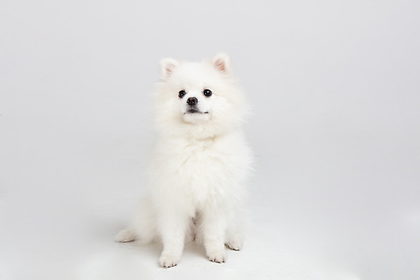 포토 JPG 스튜디오촬영 동물 한마리 반려견 실내 누끼 사람없음 앞모습 반려동물 귀여움 개 강아지 흰배경 반려 포메라니안 국내포토 1 뷰포인트 백그라운드 컨셉 포유류 내부 흰색 파일형식