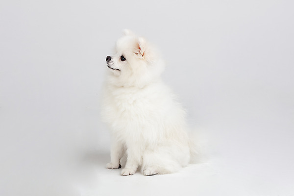 포토 JPG 스튜디오촬영 동물 한마리 응시 반려견 실내 누끼 사람없음 옆모습 반려동물 귀여움 개 강아지 흰배경 반려 포메라니안 국내포토 1 시선 뷰포인트 백그라운드 컨셉 포유류 내부 흰색 파일형식
