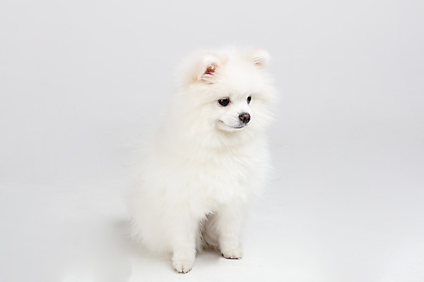 포토 JPG 스튜디오촬영 동물 한마리 반려견 실내 누끼 사람없음 앞모습 반려동물 귀여움 개 강아지 흰배경 반려 포메라니안 국내포토 1 뷰포인트 백그라운드 컨셉 포유류 내부 흰색 파일형식