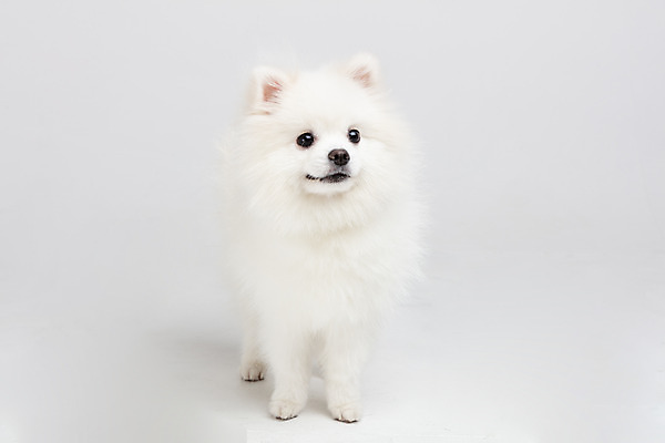 포토 JPG 스튜디오촬영 동물 한마리 반려견 실내 누끼 사람없음 앞모습 반려동물 귀여움 개 강아지 흰배경 반려 포메라니안 국내포토 1 뷰포인트 백그라운드 컨셉 포유류 내부 흰색 파일형식