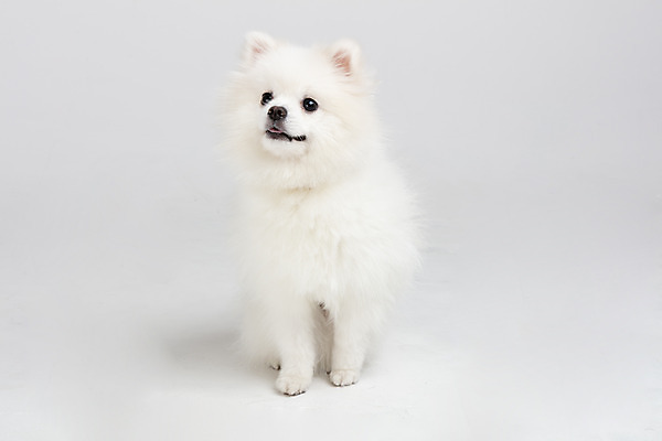 포토 JPG 스튜디오촬영 동물 한마리 반려견 실내 누끼 사람없음 앞모습 반려동물 귀여움 개 강아지 흰배경 반려 포메라니안 국내포토 1 뷰포인트 백그라운드 컨셉 포유류 내부 흰색 파일형식