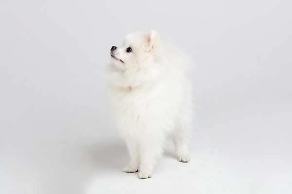 포토 JPG 스튜디오촬영 동물 한마리 응시 반려견 실내 누끼 사람없음 옆모습 반려동물 귀여움 개 강아지 흰배경 반려 포메라니안 국내포토 1 시선 뷰포인트 백그라운드 컨셉 포유류 내부 흰색 파일형식