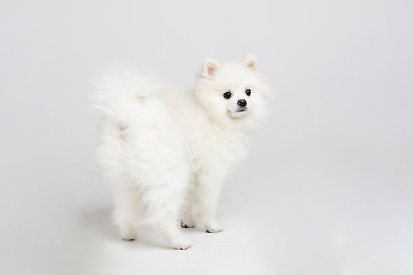 포토 JPG 스튜디오촬영 동물 한마리 반려견 실내 누끼 사람없음 뒷모습 반려동물 귀여움 개 강아지 흰배경 반려 포메라니안 국내포토 1 뷰포인트 백그라운드 컨셉 포유류 내부 흰색 파일형식