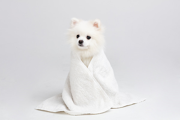 포토 JPG 스튜디오촬영 동물 한마리 반려견 실내 누끼 사람없음 앞모습 반려동물 수건 귀여움 개 강아지 흰배경 반려 포메라니안 국내포토 1 뷰포인트 백그라운드 컨셉 포유류 내부 위생용품 흰색 파일형식